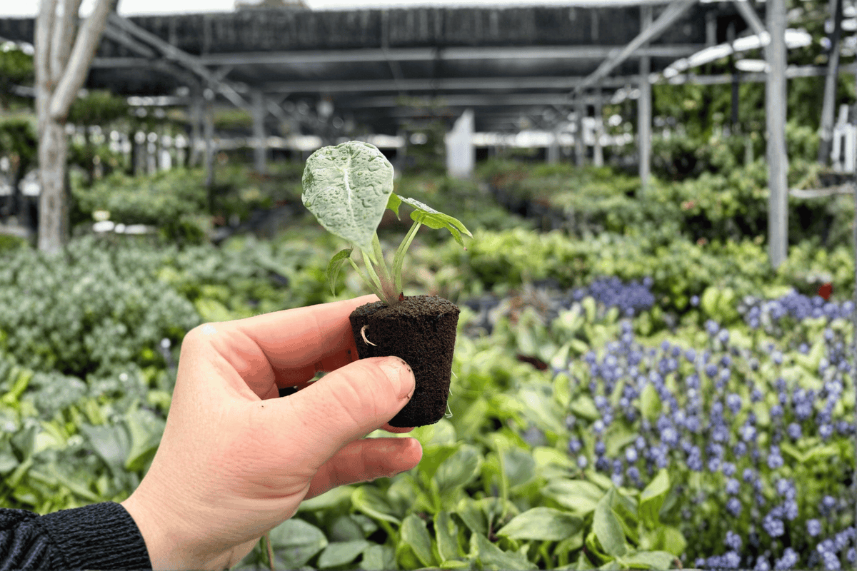Alocasia Parasol Starter Plants – 2 live plants in 2" pots, unrooted
