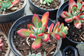 Echeveria Pulvinata Ruby Live Succulent - 2" Pot