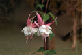Fuchsia 'Southgate' Plug Plant - 1–3 in, Pink & Purple Pendulous Flowers
