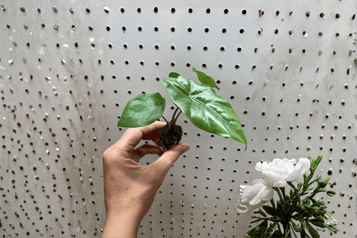 Alocasia Corazon Starter Plants (2) Bare Root – Tropical Aroid