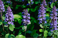 20 Live Bugleweed Bare Root Plants | Ajuga reptans Ground Cover