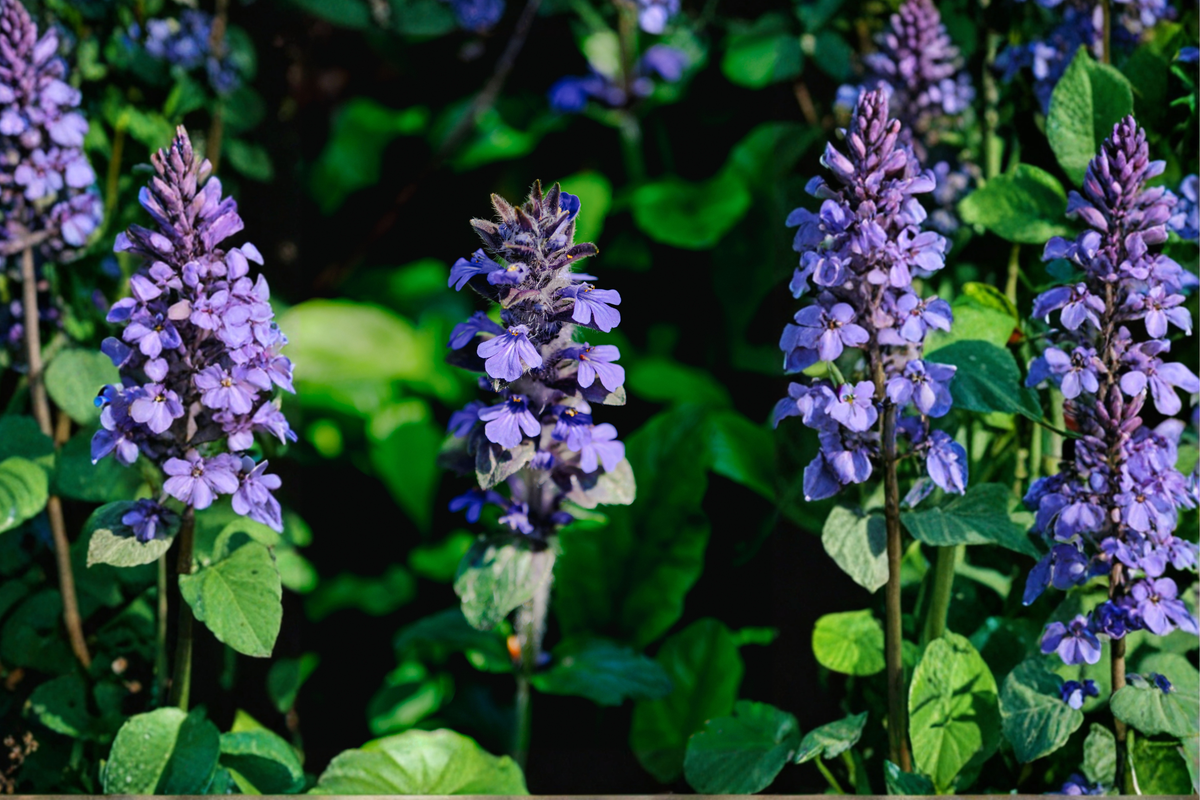 20 Live Bugleweed Bare Root Plants | Ajuga reptans Ground Cover