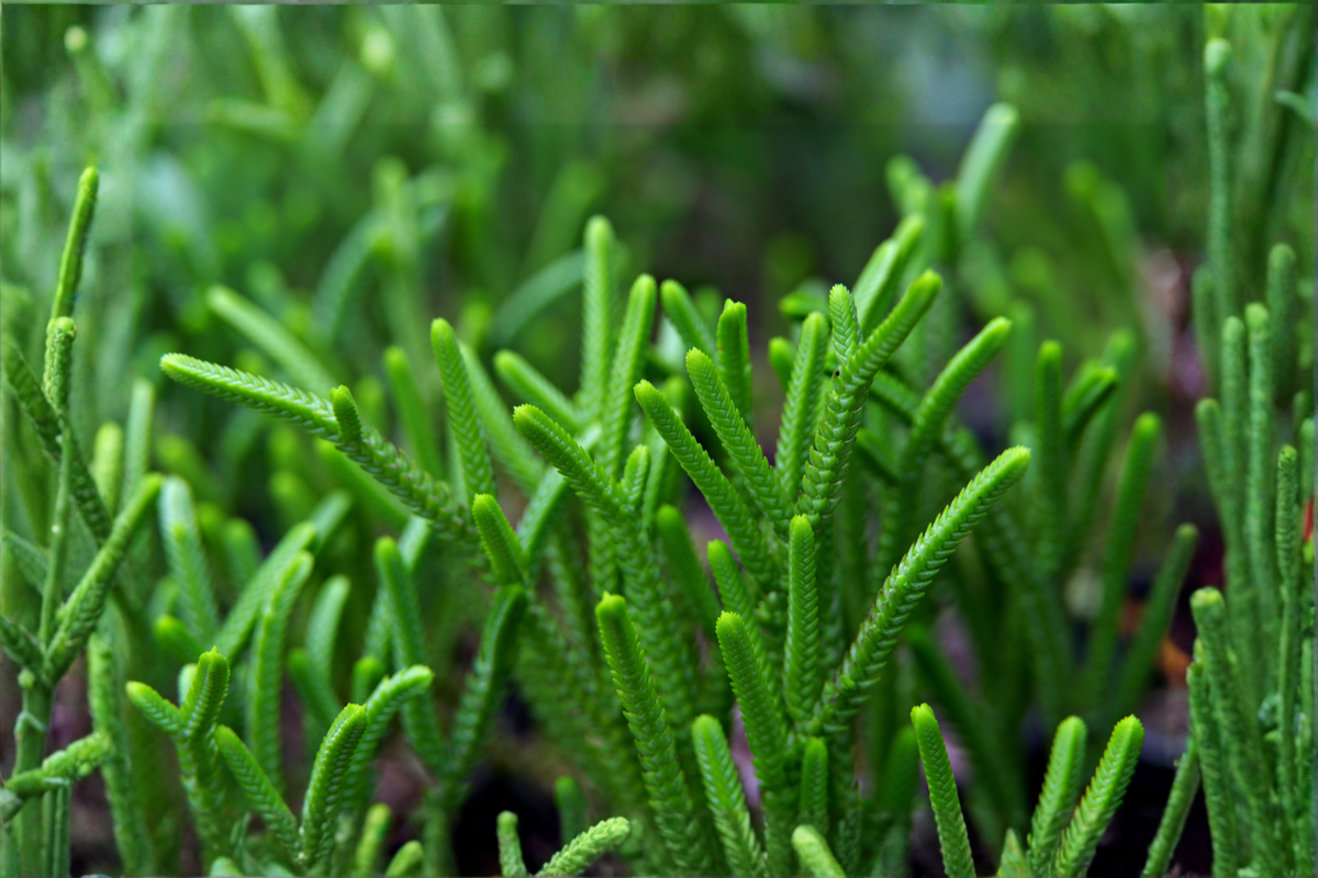 Watch Chain Succulent Crassula muscosa – 2-Inch Pot, Live Rooted Cutting