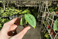 Alocasia puncak borneensis Starter Plants (2) – Bare Root Live Aroid