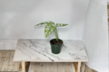 Monstera Obliqua Peru Starter Cutting - Live Tropical Climbing Plant