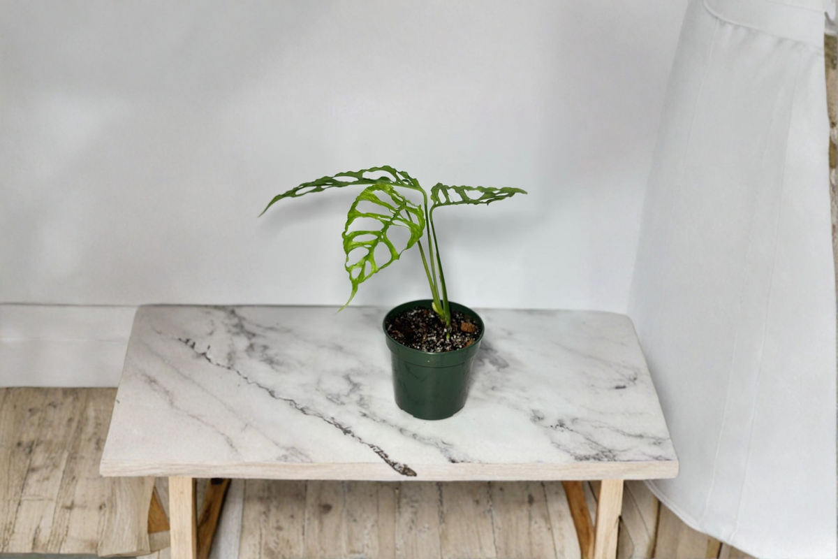 Monstera Obliqua Peru Starter Cutting - Live Tropical Climbing Plant