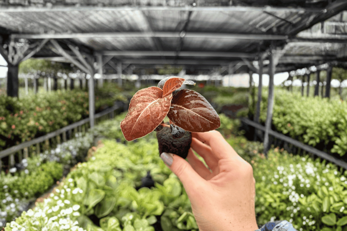 Ardisia Black Blood Starter Plants (2) | Exact Live Plants in Pots