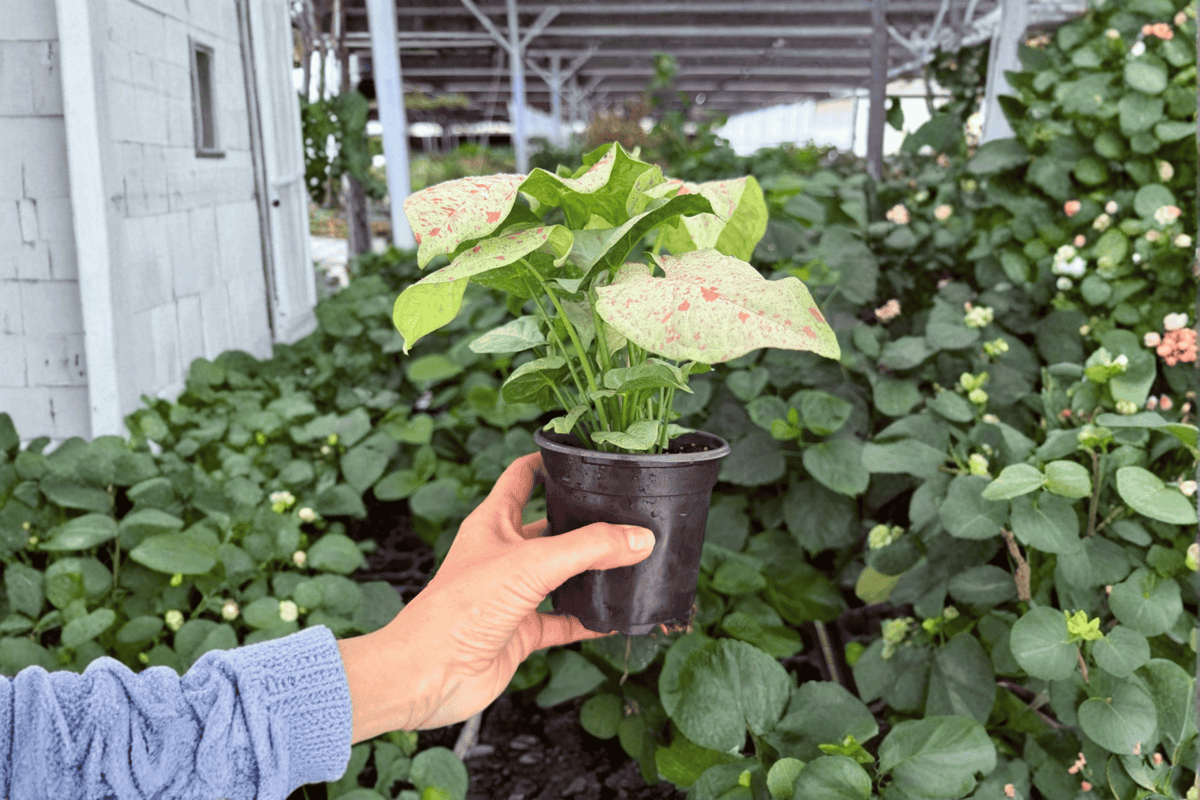 Syngonium Milk Confetti - 2 Exact Live Plants in 4-Inch Pots