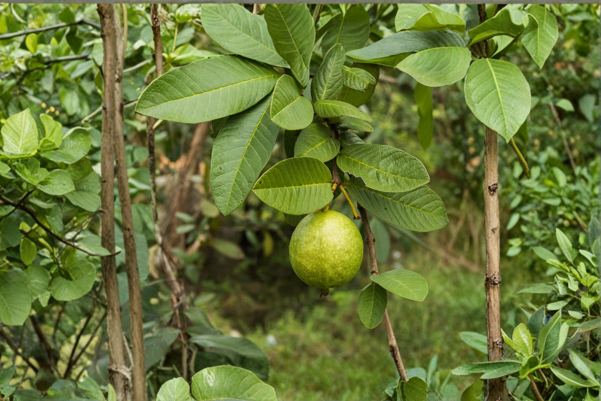 Giant Guava Seeds - 20 Fresh Psidium guajava Seeds for Tropical Fruit Planting