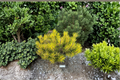Sunshine Mugo Pine, Pinus mugo ‘Sunshine’ - 10 Inch Live Plant in 1 Gallon Pot