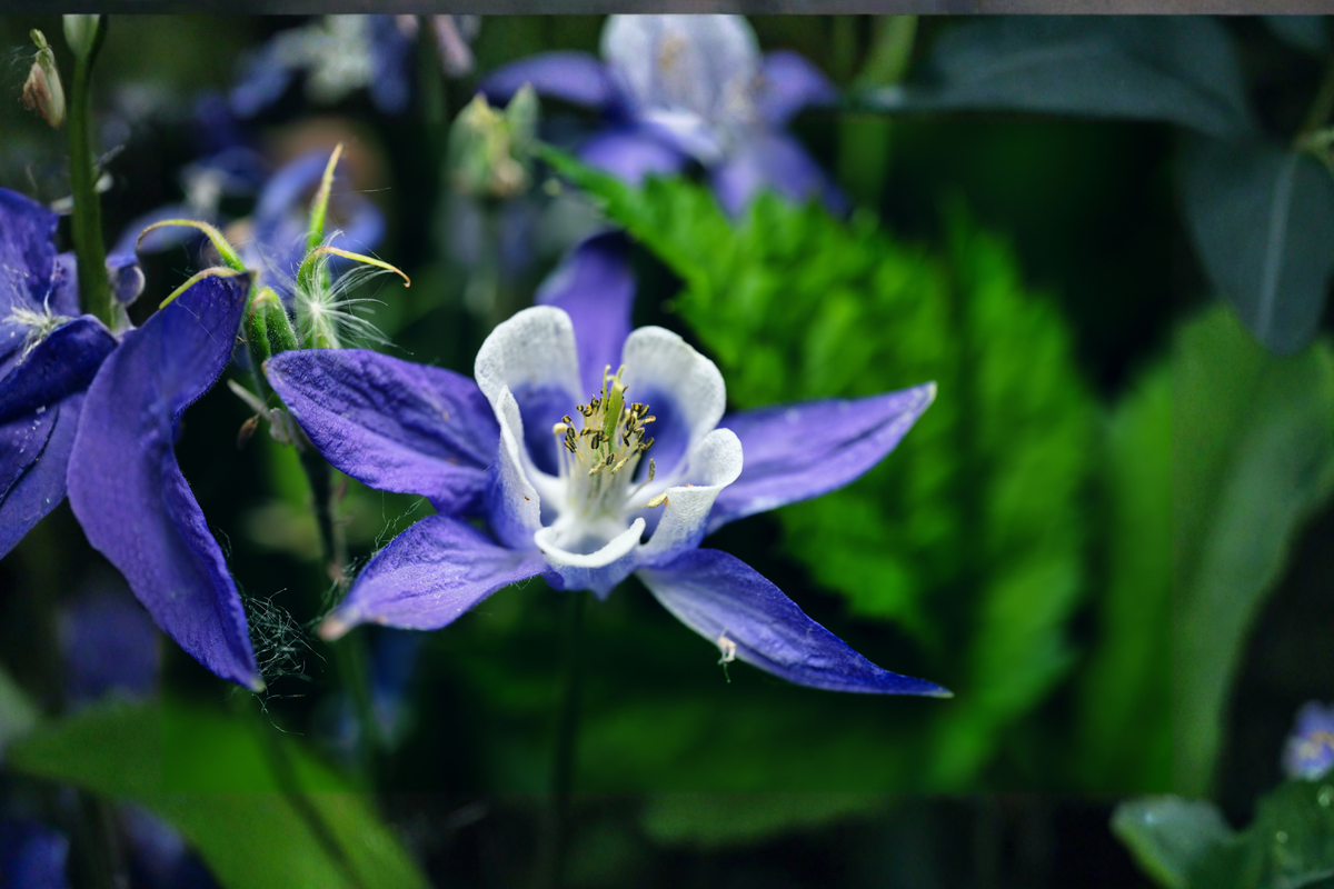 Kirigami Deep Blue & White Columbine Live Plants – 3 Rooted Starter Plants in 1 Quart Pots