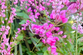 Chain of Love Coral Vine (Antigonon leptopus) Live Starter Plant | Mexican Creeper / Queen’s Wreath