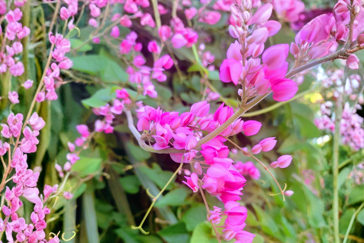 Chain of Love Coral Vine (Antigonon leptopus) Live Starter Plant | Mexican Creeper / Queen’s Wreath