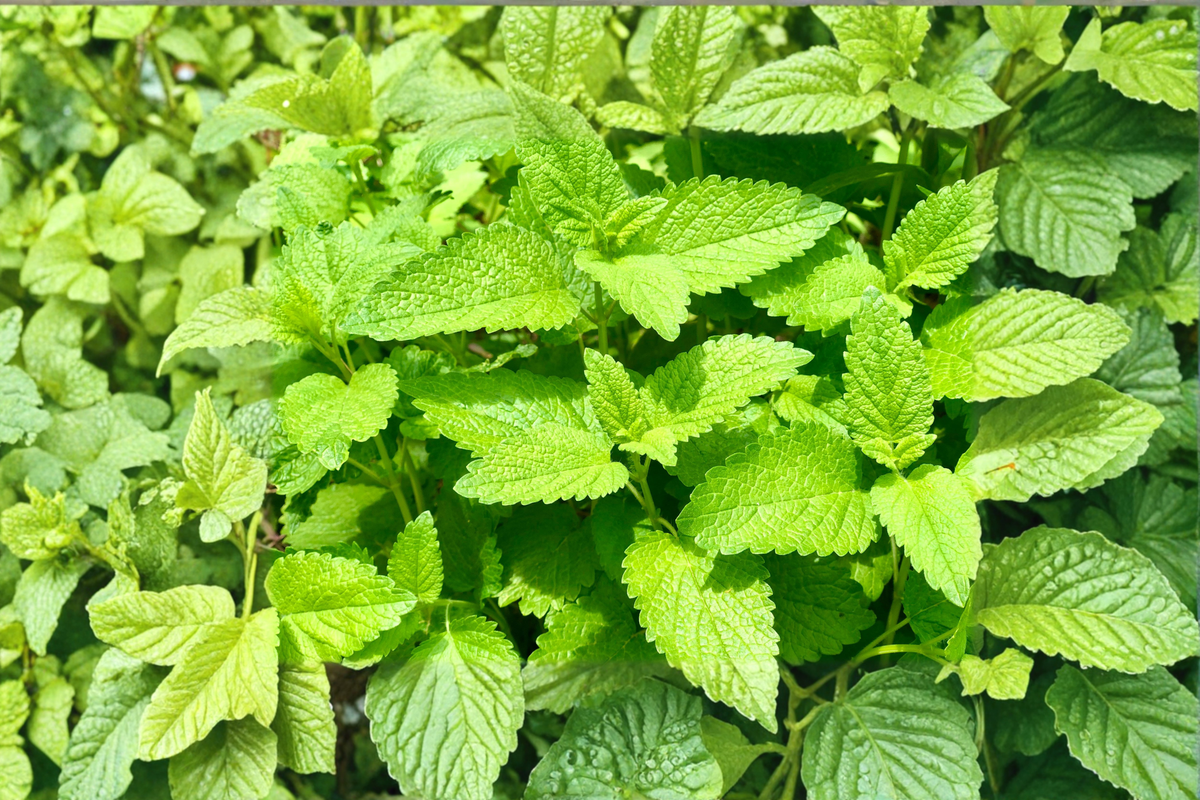 Lemon Balm Live Plant Rooted Starter Melissa officinalis | Perennial Herb