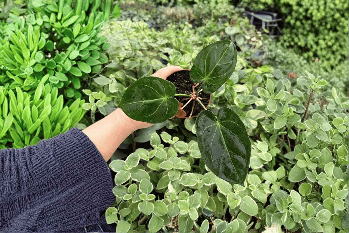 Anthurium Ace of Spades × Hoffmanii Live Plants, 4-Inch Pots — 2 Pack