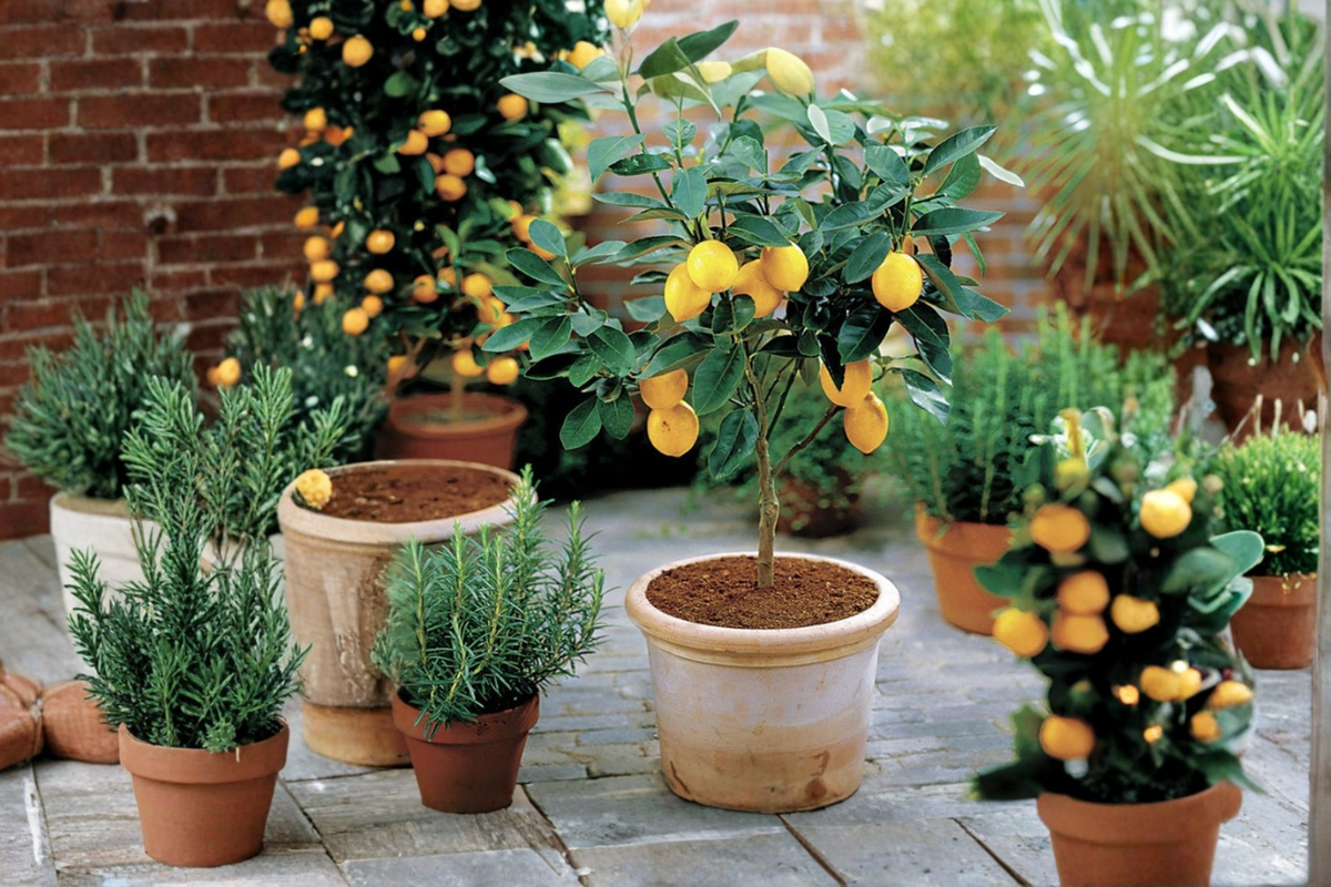 Improved Meyer Lemon Tree – Grafted Fruiting Age, Self-Pollinating Citrus Plant