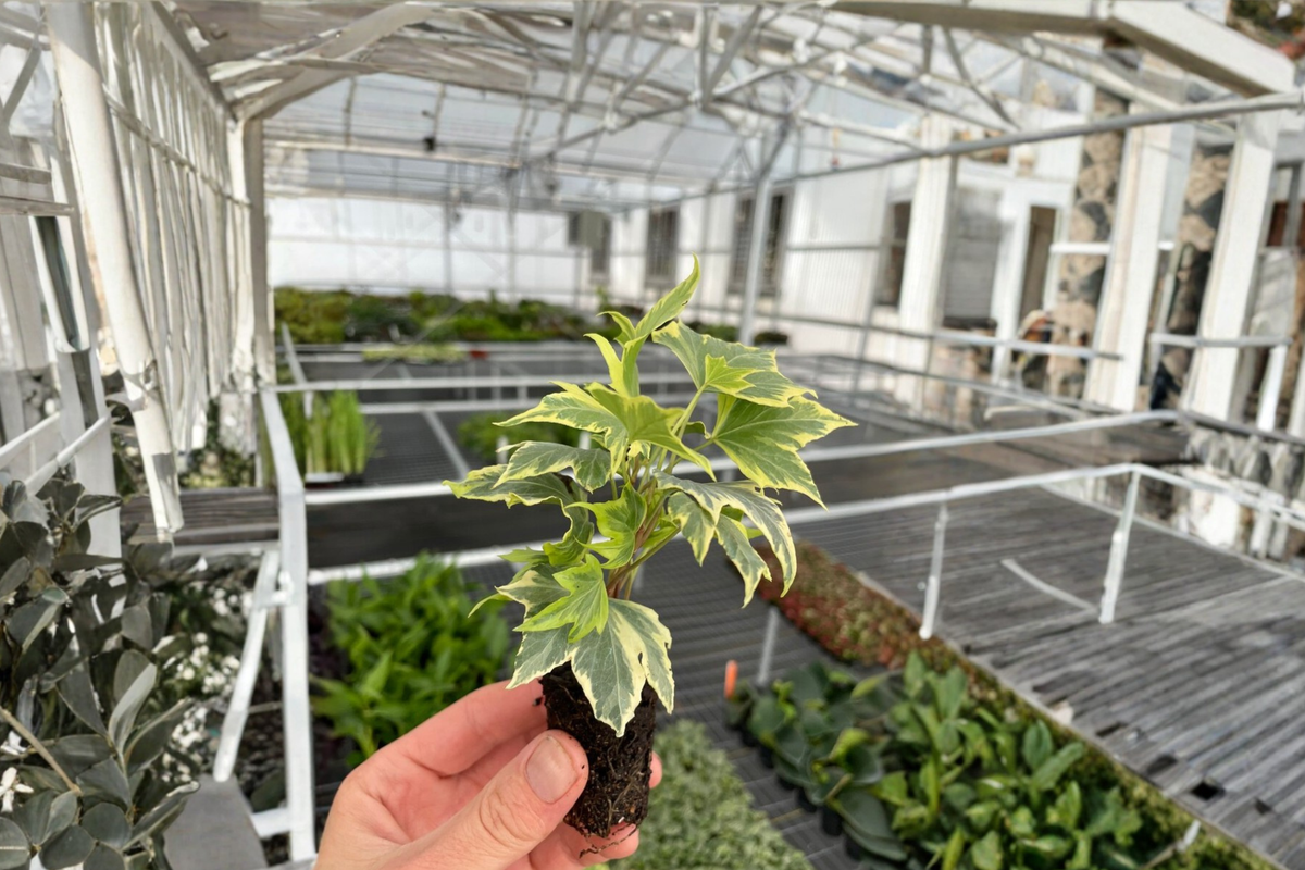 English Ivy 'Yellow Ripple' Starter Plants (2) Hedera helix Bare Root