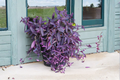 Purple Bridal Veil Gibasis pellucida - 2-Inch Pot Live Plant