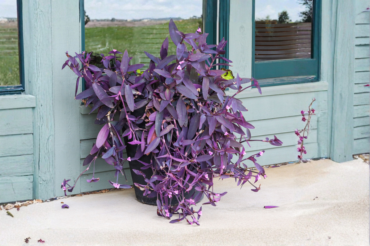 Purple Bridal Veil Gibasis pellucida - 2-Inch Pot Live Plant