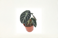 Alocasia Ninja Live Plant - Rooted 4-Inch Pot | Elephant Ear Indoor Plant