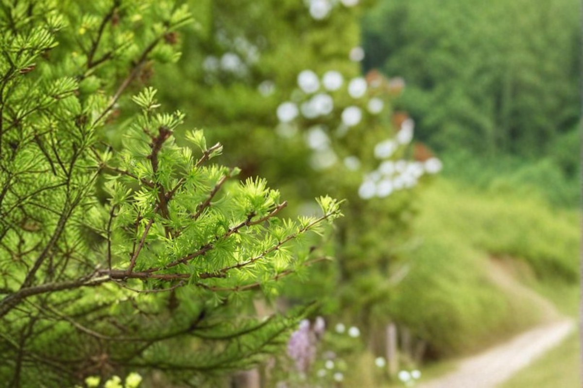 Schneverdingen Larch Larix kaempferi – 8 in Grafted Dwarf Deciduous Conifer
