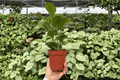 Peperomia Lemon Lime - 2 Live Plants in 4-Inch Pots