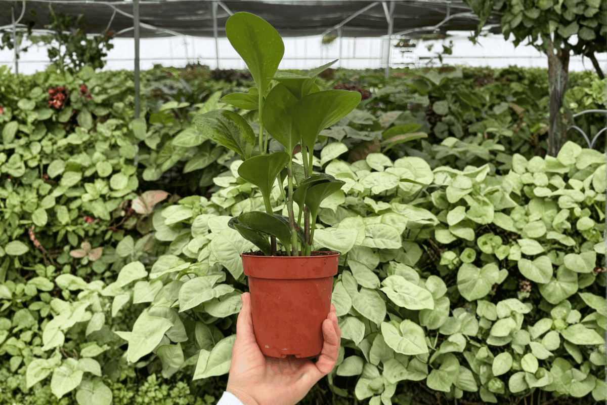 Peperomia Lemon Lime - 2 Live Plants in 4-Inch Pots