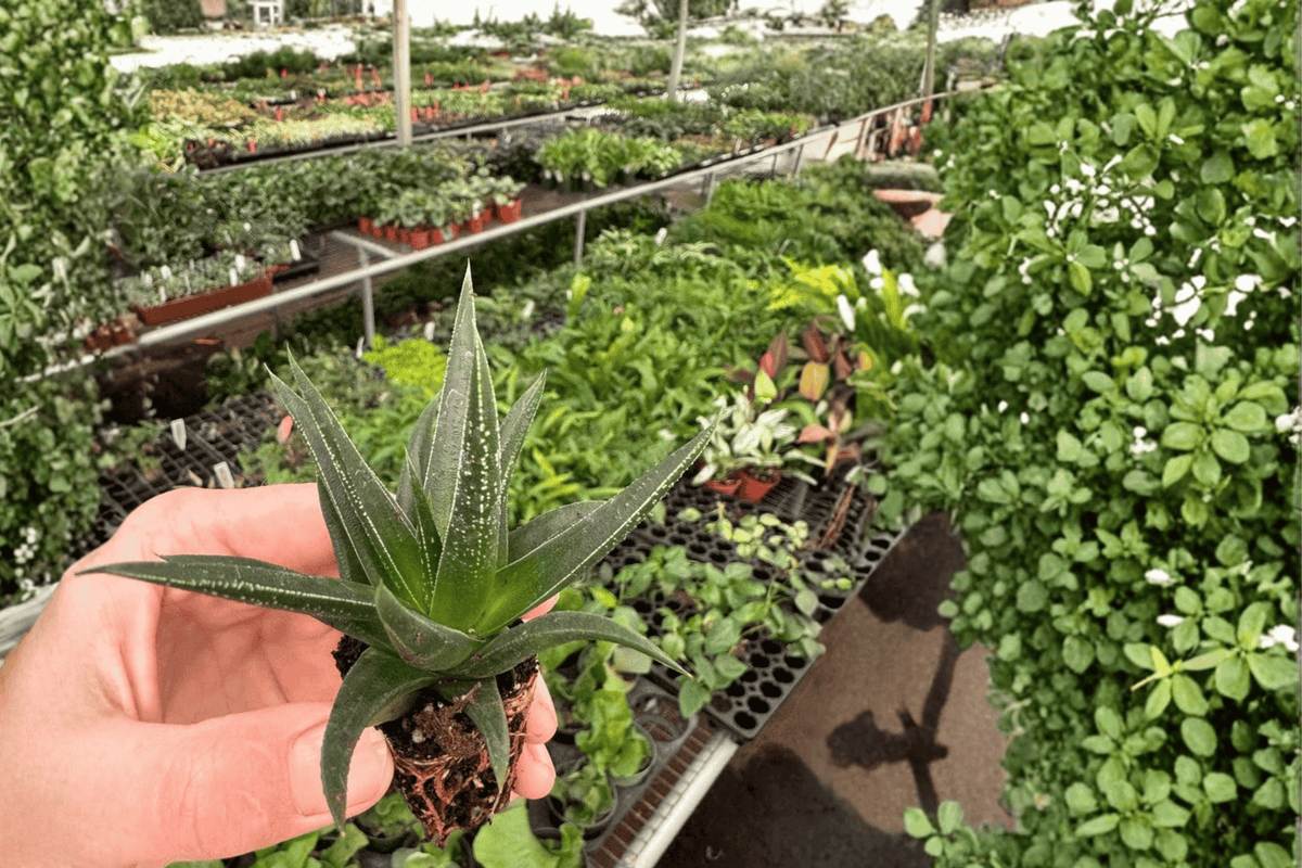 Haworthia herbacea Starter Plants - 2 Bare Root Haworthia Succulents