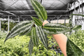 Schismatoglottis Silver Indukan Live Plants - 2 x 4-Inch Pots