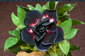 Desert Rose Adenium Obesum Seeds - Mixed Color (10 Seeds) Indoor/Outdoor