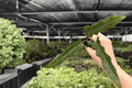 Alocasia Lauterbachiana Starter Plants (2) - Plug, Live | Alocasia lauterbachiana