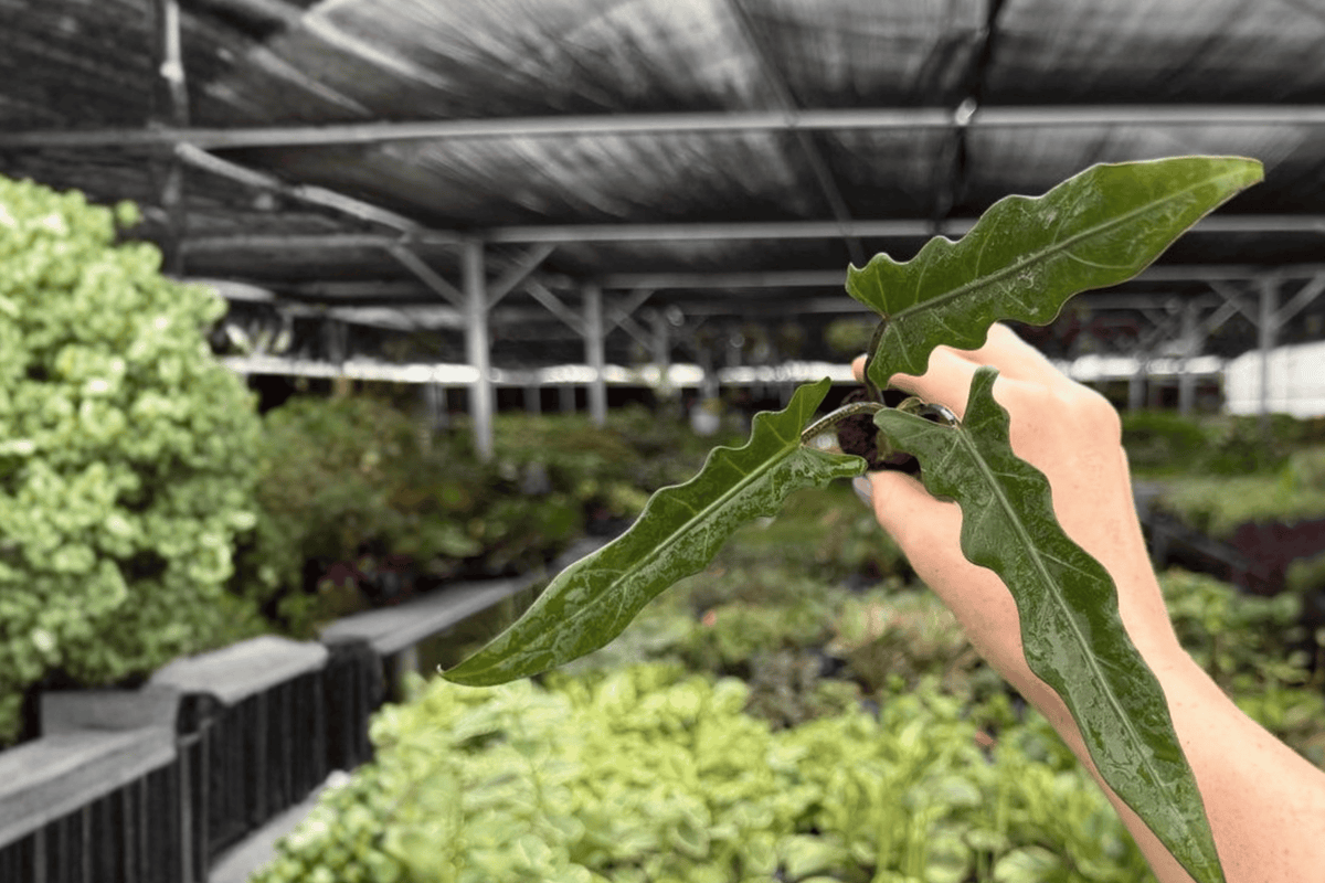Alocasia Lauterbachiana Starter Plants (2) - Plug, Live | Alocasia lauterbachiana