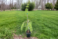 Varied Directions Larch Larix × eurolepis ‘Varied Directions’ – 12" Live Plant in 1-Gallon Pot