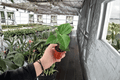 Handsome Ty Hibiscus Live Starter Plants (2 Bare Root) Hibiscus rosa-sinensis