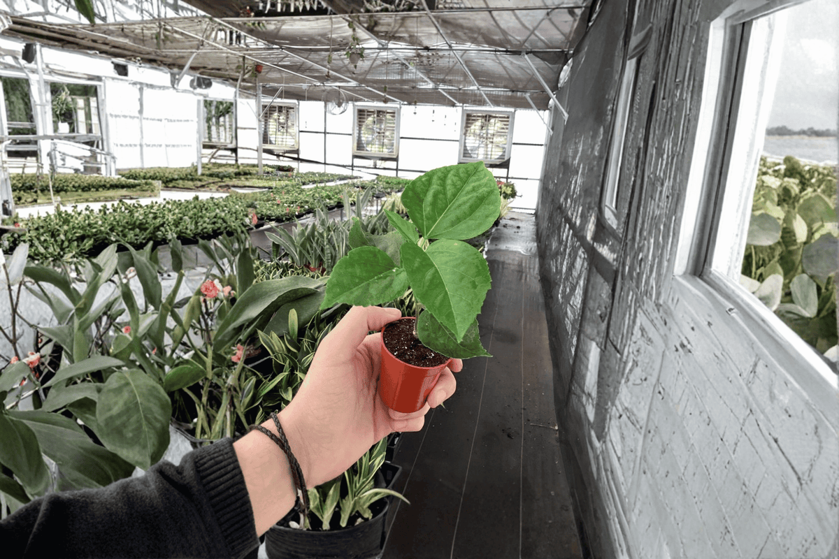 Handsome Ty Hibiscus Live Starter Plants (2 Bare Root) Hibiscus rosa-sinensis