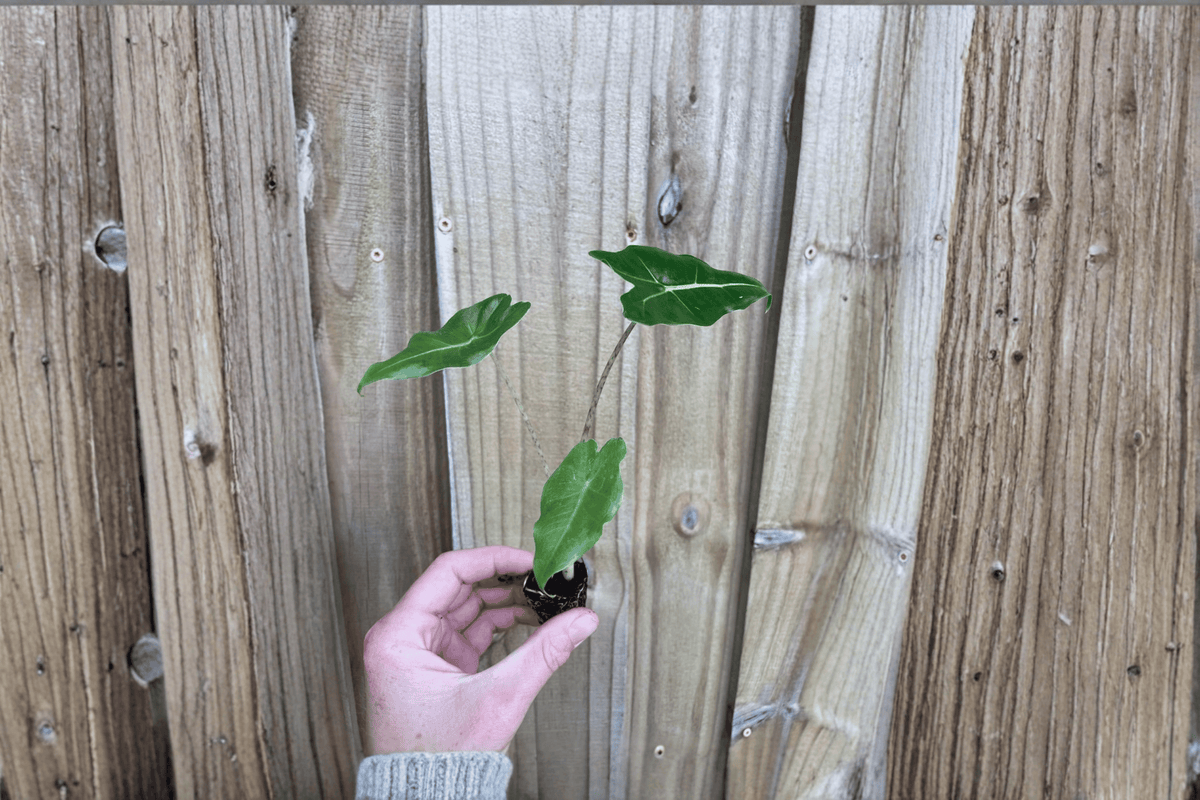 Alocasia Sarian Starter Plants (2) – Live 2" Nursery Pot Genus Alocasia Sarian