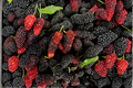 Dwarf Everbearing Mulberry Live Plant Morus nigra | Edible Fruit Tree