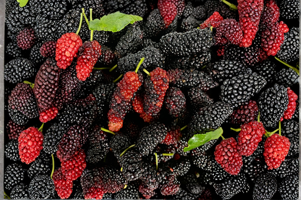 Dwarf Everbearing Mulberry Live Plant Morus nigra | Edible Fruit Tree