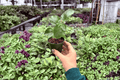 Hibiscus Jennie Lynn Starter Plants (2-Pack) – Hibiscus ‘Jennie Lynn’