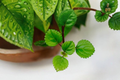 Swedish Ivy Live Plant - Plectranthus verticillatus in 4-Inch Pot