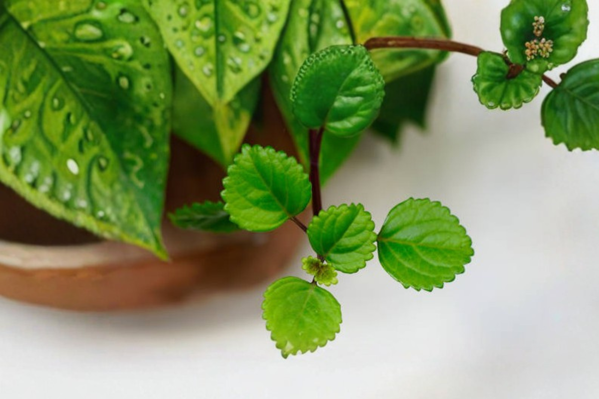 Swedish Ivy Live Plant - Plectranthus verticillatus in 4-Inch Pot