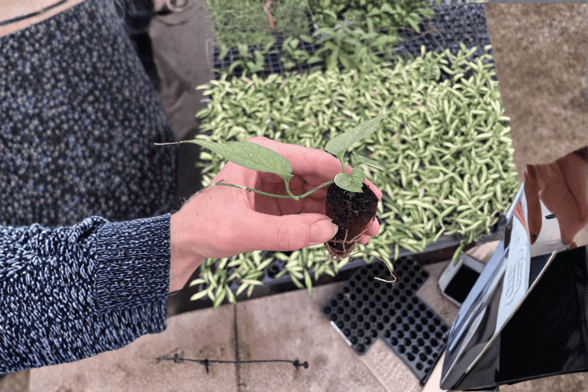 Amydrium medium Starter Plants (Spider Man Monstera) – 2 Bare-Root Starters