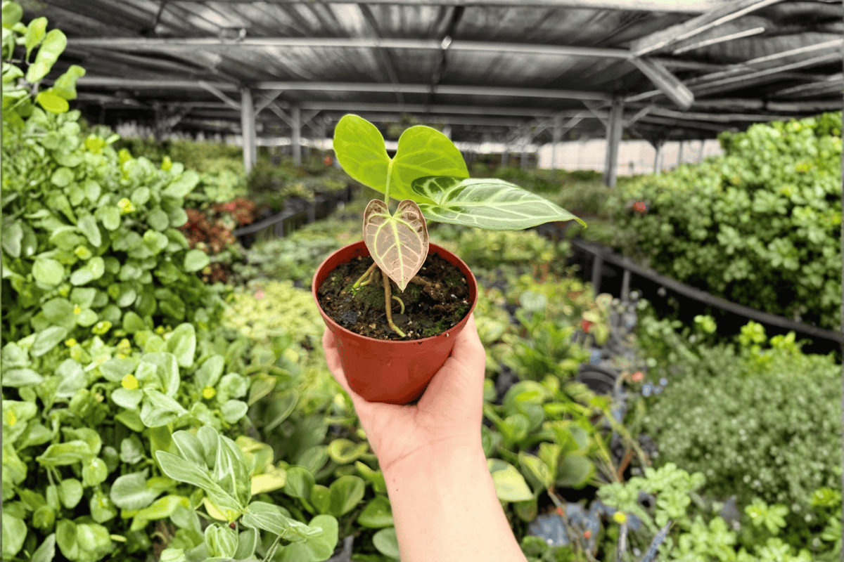 Anthurium hoffmannii × Hulk Live Plant, 2-Pack in 4-Inch Pots