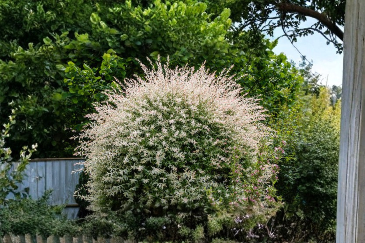 Tricolor Dappled Willow Sapling Hakuro Nishiki | Salix integra 14–24 in, 1/2 Gallon