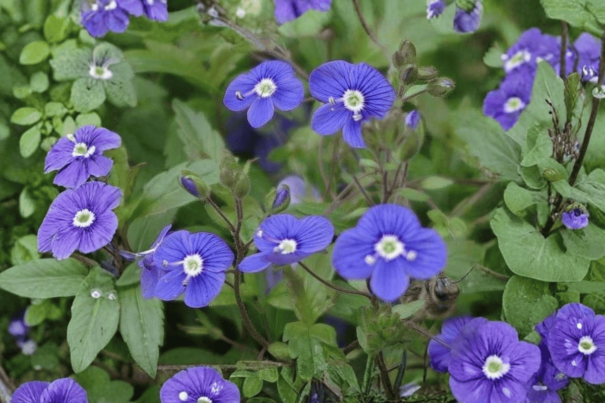 Georgia Blue Speedwell Live Plant – Veronica peduncularis 'Georgia Blue' | 4-Inch Pot
