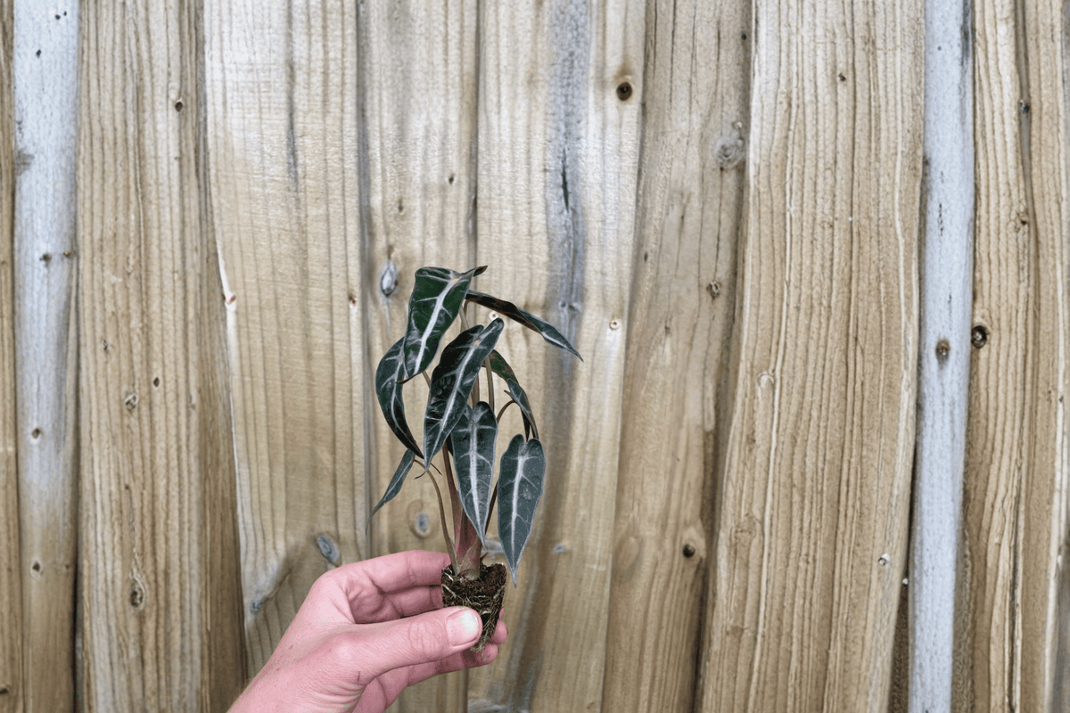 Alocasia Bambino Starter Plants (2) – Bare Root / Protected Soil Pod