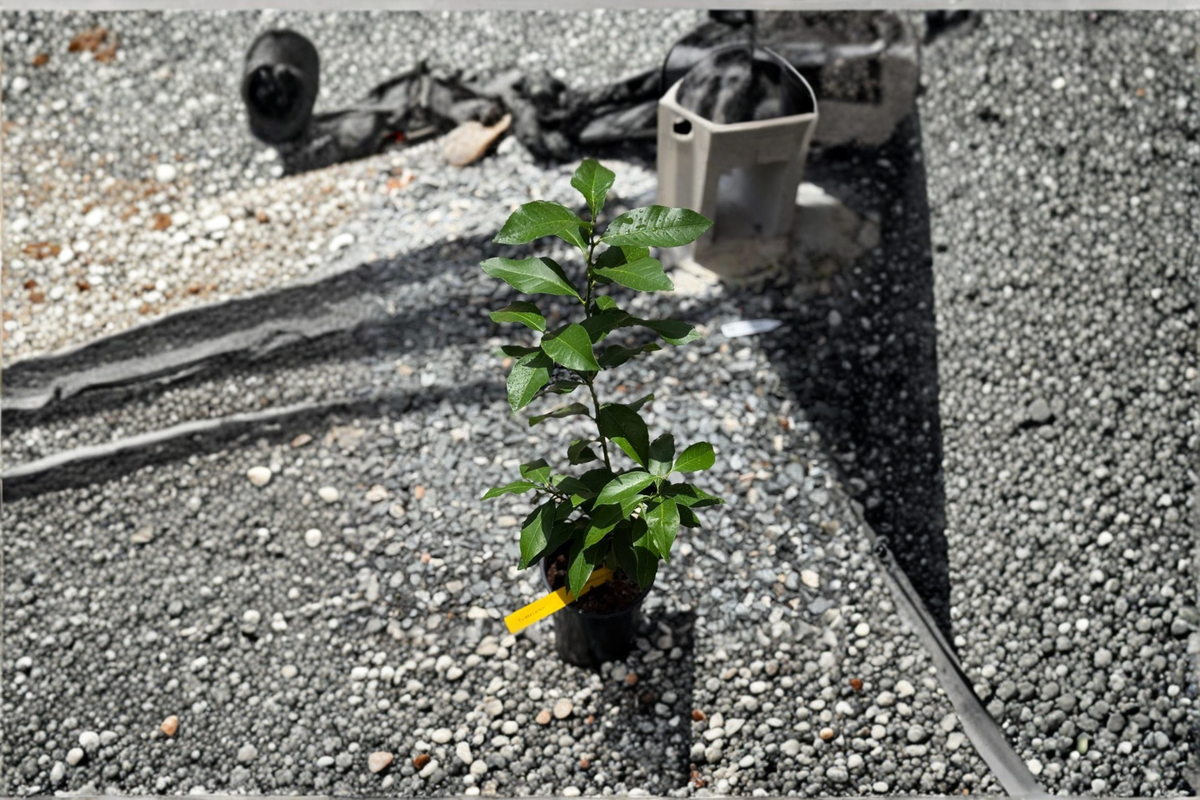 Persian Lime Tree Starter Cutting | Citrus × latifolia (Citrus Latifolia) - Container Friendly