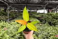 Philodendron Red Sun Live Plants - 2 Count, 4" Pot (Unconfirmed: shipped potted or bare-root)