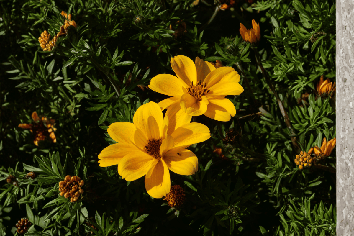 Bidens Tweety Beggarticks Live Plant - 4-Inch Pot