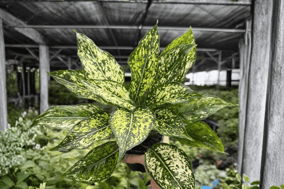 Aglaonema Wintery Winehouse - 2 Live Plants in 4-Inch Pots | Exact Plants